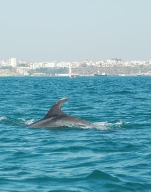 Avistamiento de delfines en Arrábida