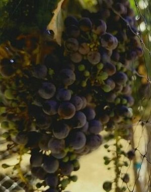 Visita exclusiva Ruta Vino