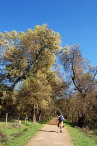 Tour bici pueblos de Sevilla