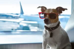 Viaja en avión con tu perro
