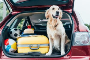 Viajar en coche con tu perro