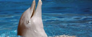 Nada delfines Punta Cana