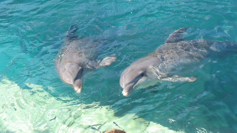 Avistamiento Ballenas y Delfines en Estrecho de Gibraltar