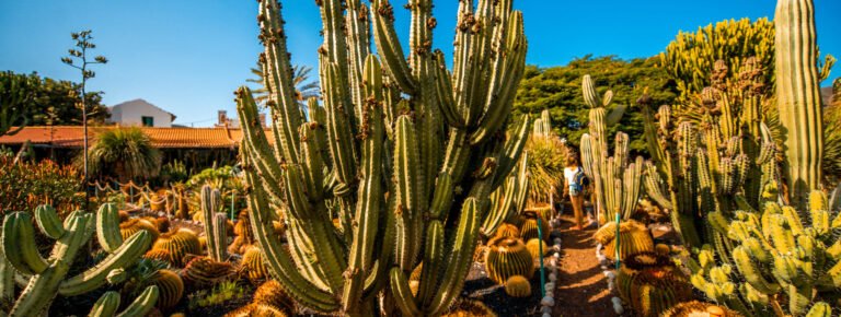 Tour guiado en bicicleta al atardecer por Gran Canaria