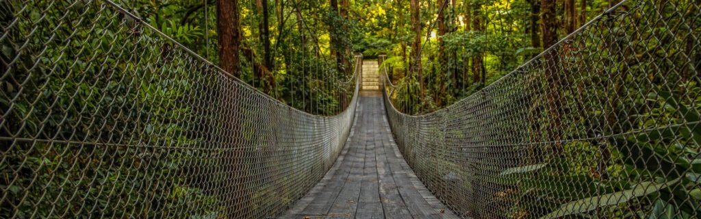 Tour nocturno selva tropical Monteverde