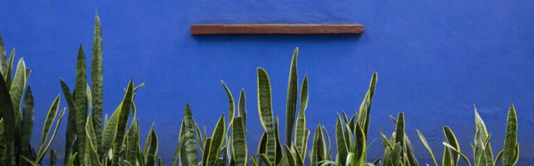 Tarde por Coyoacán y visita casa museo de Frida Kahlo