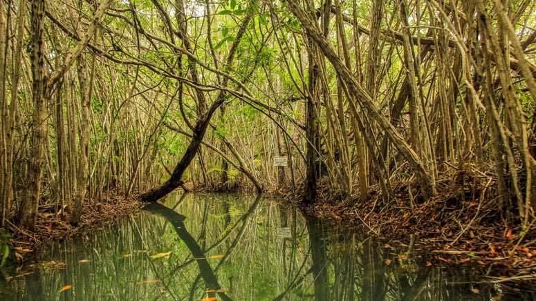Ecoturismo sabor miel y coco México