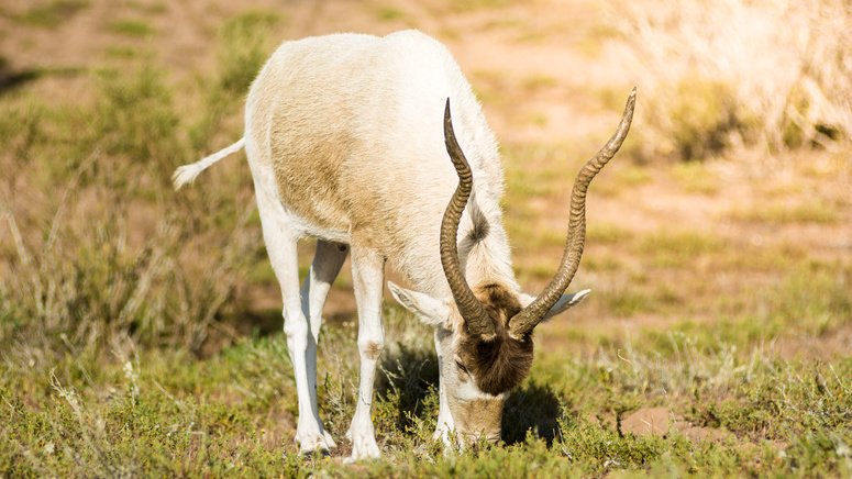 Excursión al Parque Nacional de Souss Massa
