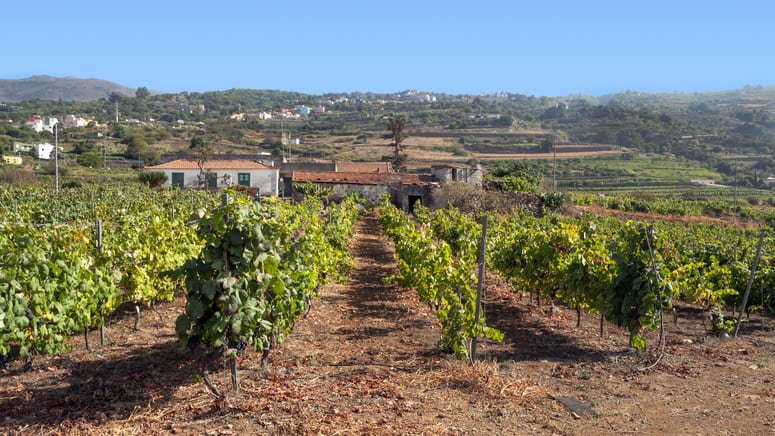 Ruta vino Tenerife en vespa