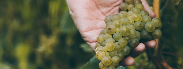 Degustación privada vinos Txacoli almuerzo