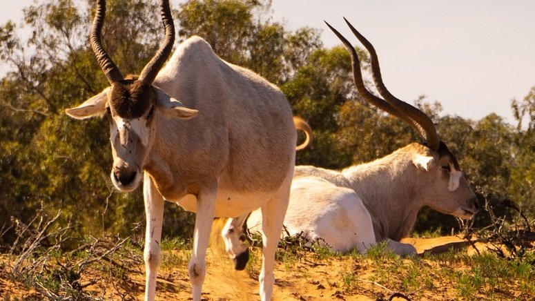 Excursión al Parque Nacional de Souss Massa