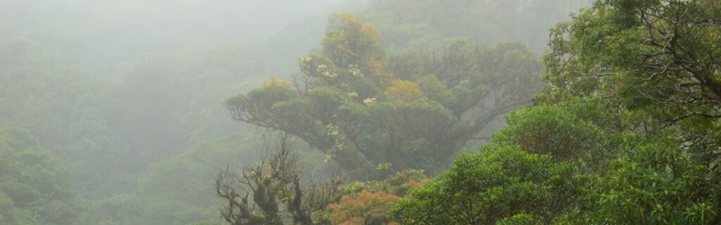 Tour transporte Bosque Nuboso Natural Monteverde