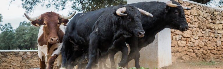 Excursión ganaderÃa toros bravos