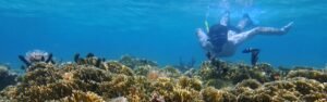 Paseo barco y snorkel Golfo Dulce
