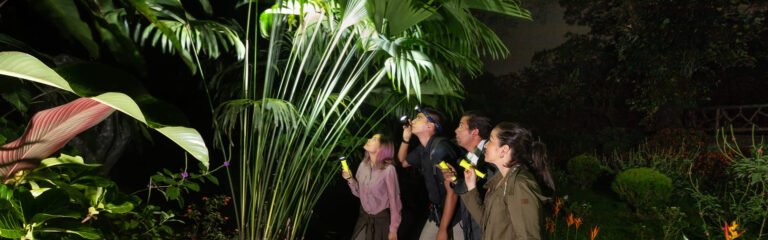 Ruta nocturna Parque Místico Arenal