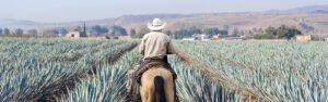 ruta tequila jalisco