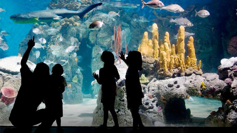 Excursión Bioparque Temaiken