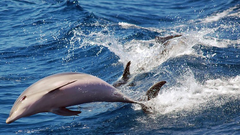 Atardecer kayak avistamiento delfines