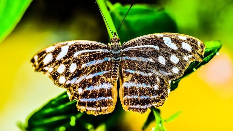 Visita Parque Nuboso Monteverde