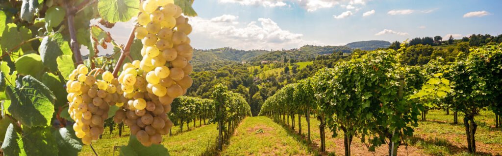 Tour viñedos El Penedès