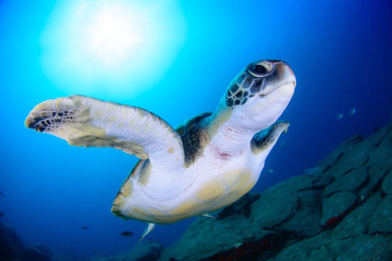snorkel-avistamiento-tortugas-tenerife