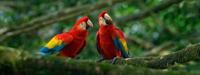 Ecoturismo vida salvaje PaiPai