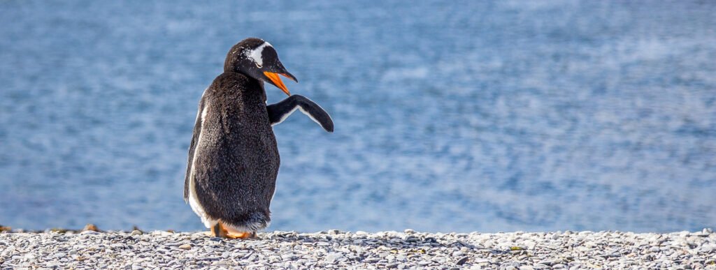Avistamiento de pingüinos por el canal Beagle + almuerzo marino