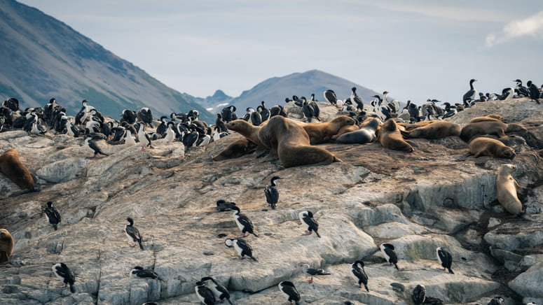 Avistamiento de pingüinos por el canal Beagle + almuerzo marino