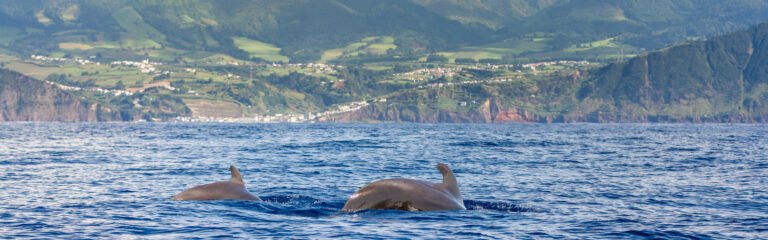 Avistamiento delfines Setúbal