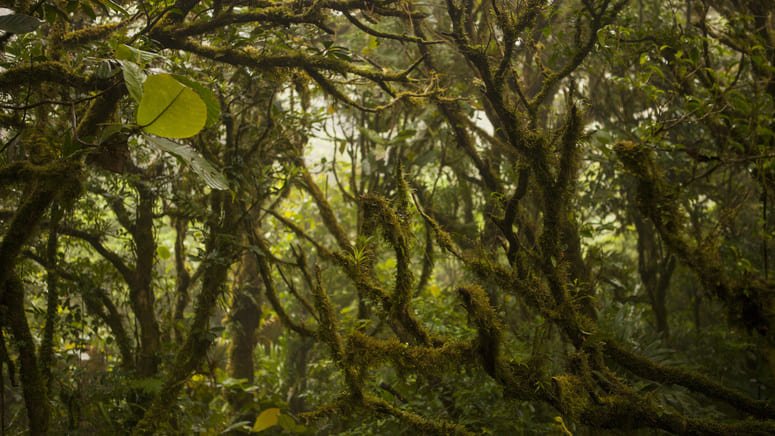 Visita Parque Nuboso Monteverde
