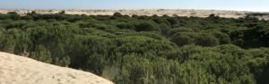 Excursión dos días Doñana desde Sevilla