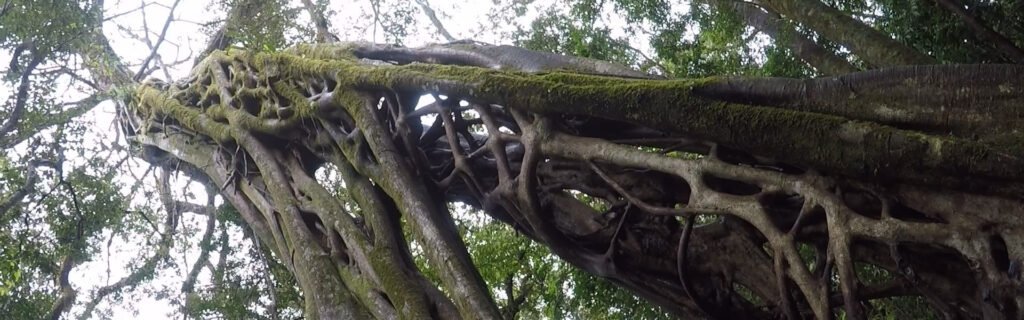 Escalada cima árbol Monteverde