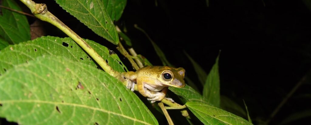 Caminata privada nocturna Río Agujitas