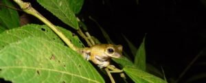 Caminata privada nocturna Río Agujitas