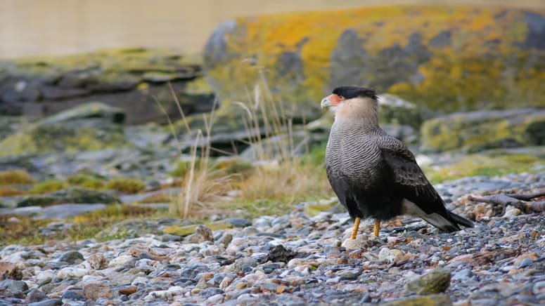 Avistamiento de aves en el Parque Tierra del Fuego