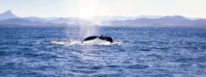 excursión barco avistamiento cetáceos tenerife