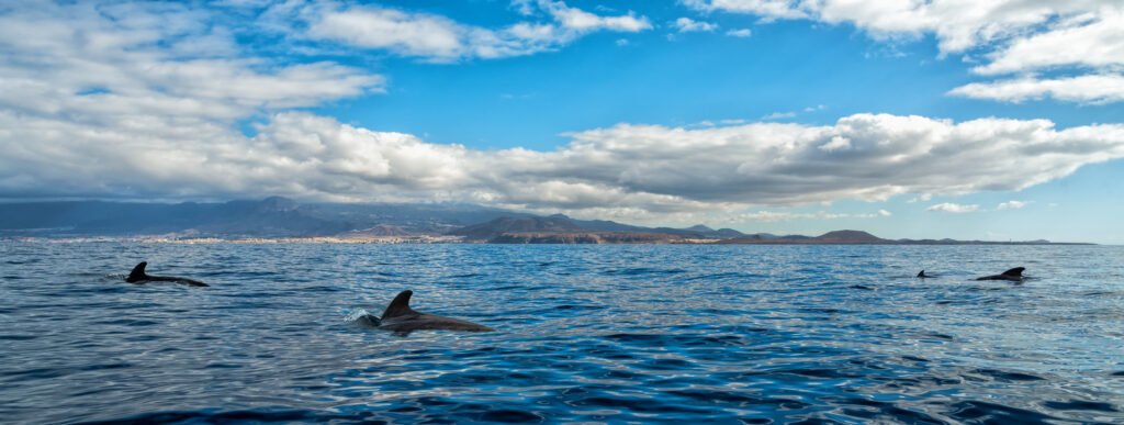 excursion teide avistamiento ballenas delfines