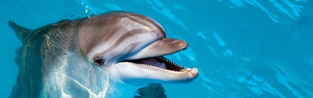 Nadar delfines Florida