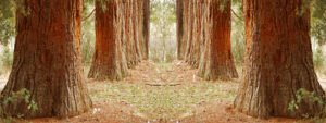 Excursión a los bosques de secuoyas en La Losa