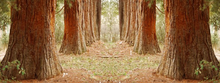 Excursión a los bosques de secuoyas en La Losa