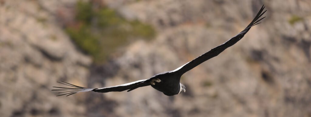 Avistamiento de aves en el Parque Tierra del Fuego