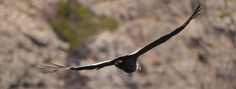 Avistamiento de aves en el Parque Tierra del Fuego