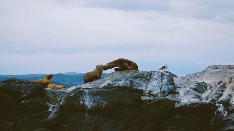 Paseo en barco por el Canal Beagle