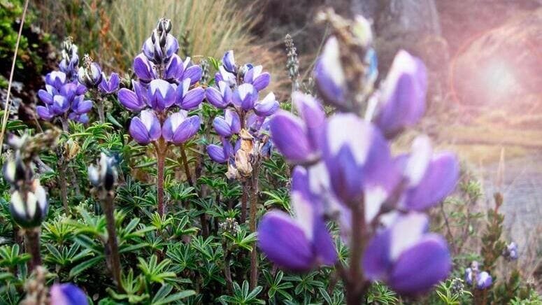 Excursión al Parque Nacional Cajas