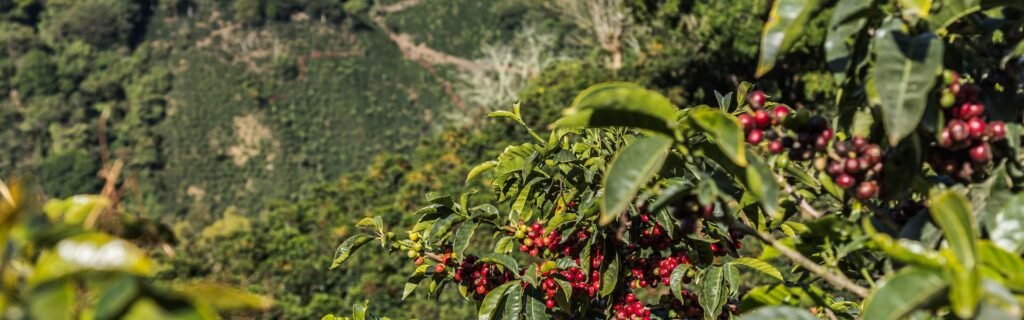 Tour Café Guanacaste Costa Rica