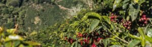 Tour Café Guanacaste Costa Rica