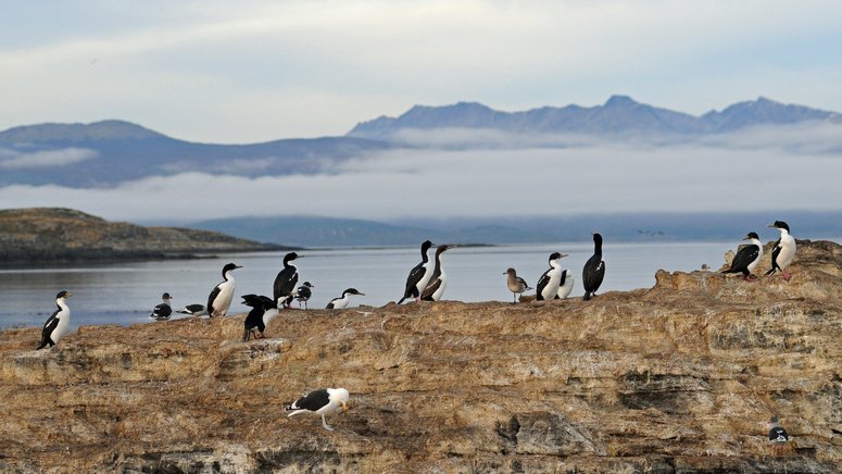 Avistamiento de pingüinos por el canal Beagle + almuerzo marino