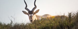 Excursión al Parque Nacional de Souss Massa