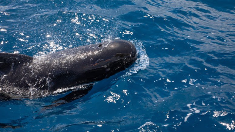 Avistamiento Ballenas y Delfines en Estrecho de Gibraltar