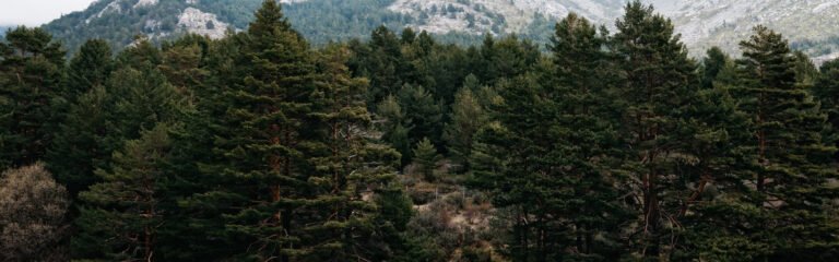 Trekking en la nieve de la Sierra de Guadarrama